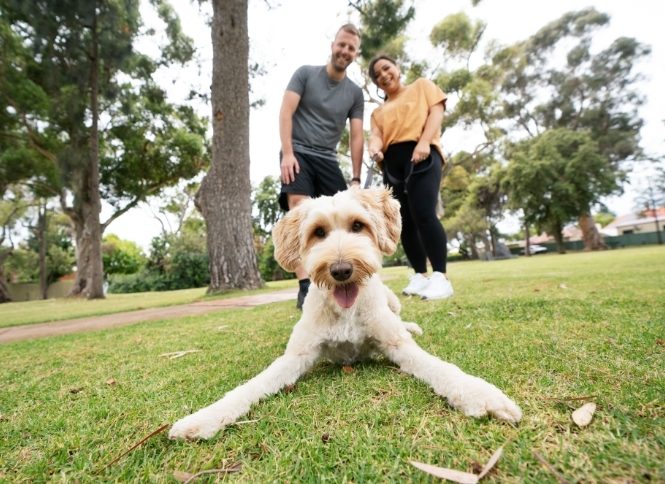 A white dog staring happily at the camera at a park, with a man and woman standing behind the dog, smiling.